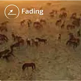 Tail flicking camera feature